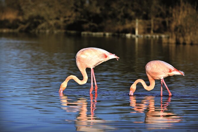 3.5 Hour Camargue 4x4 Safari from Le Grau-du Roi - Key points to know before you book