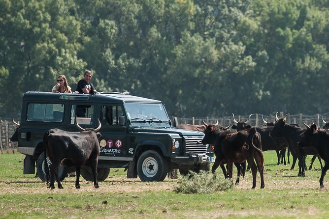 3.5 Hour Camargue 4x4 Safari from Le Grau-du Roi - Horses, bulls, and Camargue traditions