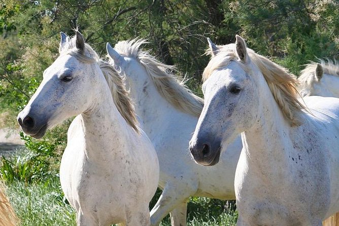 4x4 Camargue Safari 4h - Departure from Arles - Comfort, seating, and practical concerns