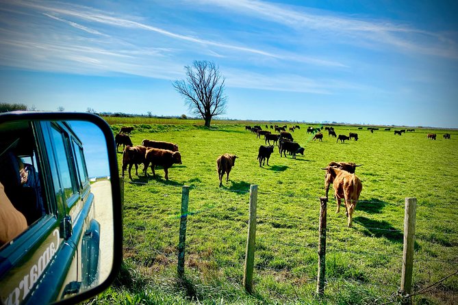 4x4 Camargue Safari 4h - Departure from Arles - English commentary and the guide’s role