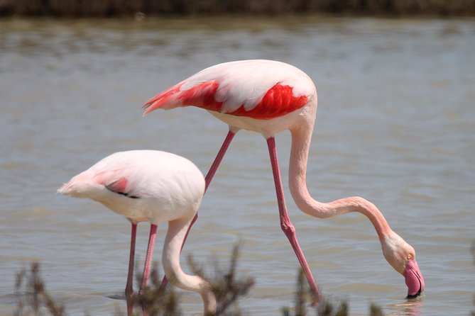 4x4 Camargue Safari 4h - Departure from Arles - Starting in Arles and getting oriented