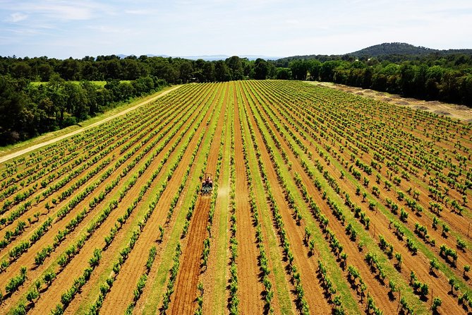 4x4 tour in a winery followed by a tasting - Tasting nine wines with Provencal snacks