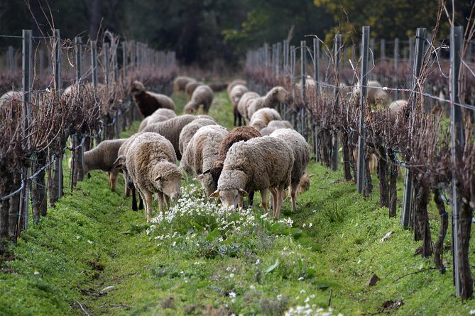 4x4 tour in a winery followed by a tasting - Why the small group size matters