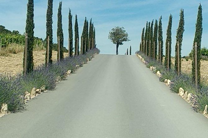 5-Hour Private Sightseeing Tour of the Provence from Marseille in Luxury Car - Cassis and Cap Canaille deliver the coastal highlight