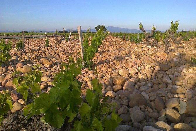 A Day in Provence Small Group Tour from Marseille - Wine country around Châteauneuf-du-Pape