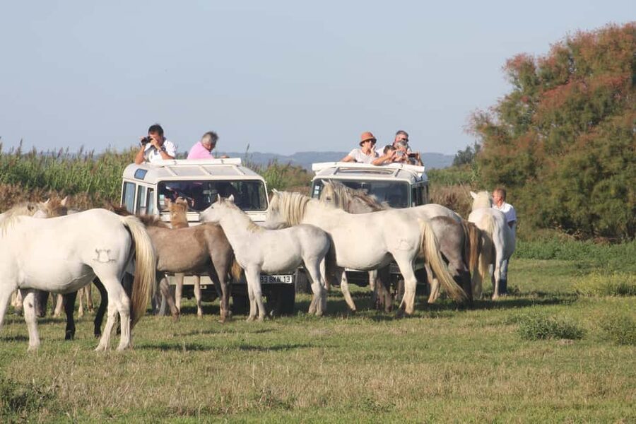 Aigues Mortes: Jeep Photo Safari in Camargue - Flamingos and birds in their natural habitat
