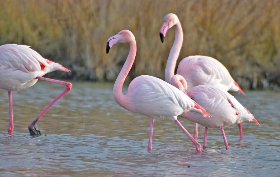 Aigues Mortes: Jeep Photo Safari in Camargue - Photo stops, open views, and the seating issue