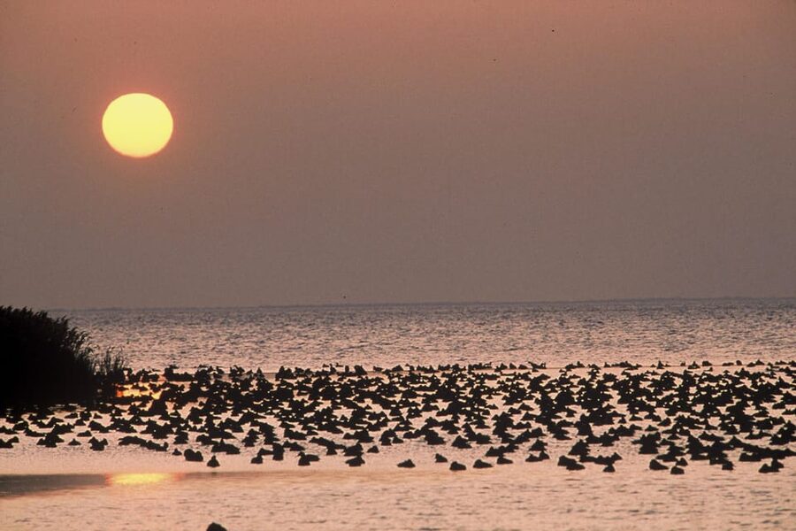 Aigues Mortes: Jeep Photo Safari in Camargue - Who will enjoy this safari most