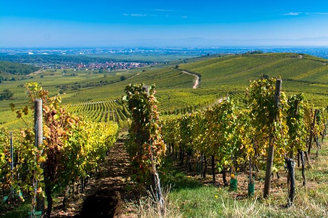 Alsace Full Day Wine Tour from Colmar - Why this Alsace wine day works so well