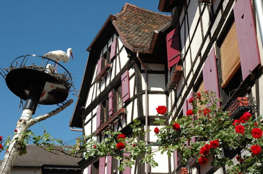 Alsace Half-Day Wine Tour from Strasbourg - Guides are a major part of the value