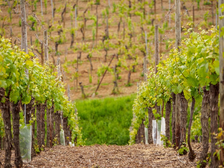 Alsace Half-Day Wine Tour from Strasbourg - Is $153 a fair price?