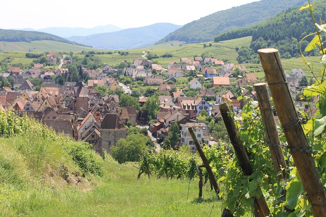Alsace Wine Route Small Group Half-Day Tour with Tasting from Strasbourg - First winery: an introduction to Alsatian producers