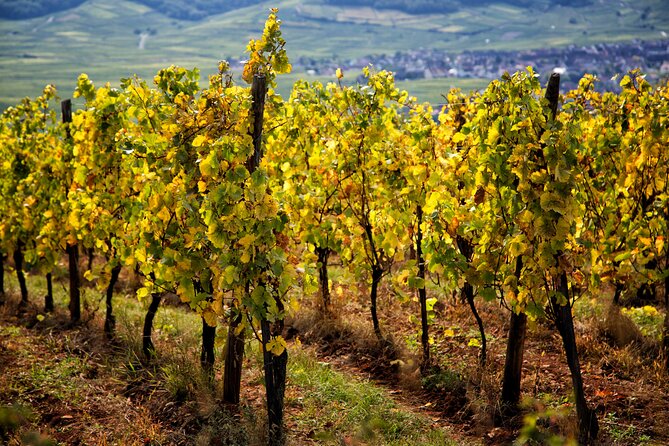 Alsace Wine Route Wineries & Tasting Small Group Guided Tour from Strasbourg - Three wineries and a look at Alsace wine families