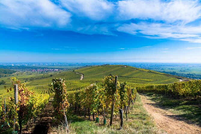 Alsace Wine Route Wineries & Tasting Small Group Guided Tour from Strasbourg - Why the guide can make or break the day
