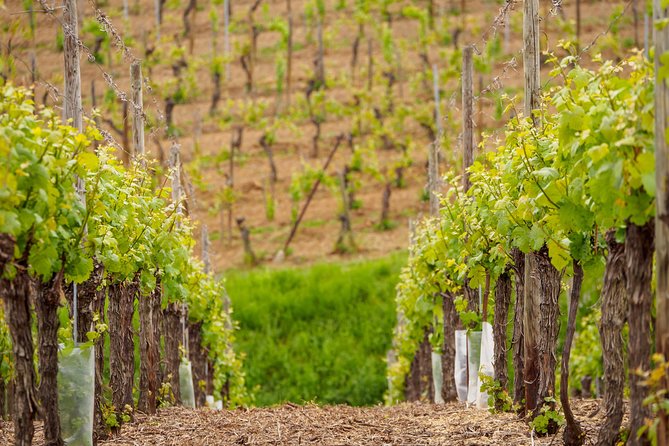 Alsace Wine Route Wineries & Tasting Small Group Guided Tour from Strasbourg - Mittelbergheim and the first Alsatian whites