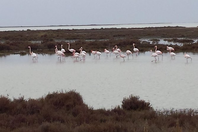 Arles and Camargue Full-Day Tour including Aigues Mortes - The Camargue by road, with wildlife in the balance