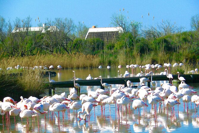 Arles and Camargue Full-Day Tour including Aigues Mortes - Saintes-Maries-de-la-Mer and the Mediterranean edge
