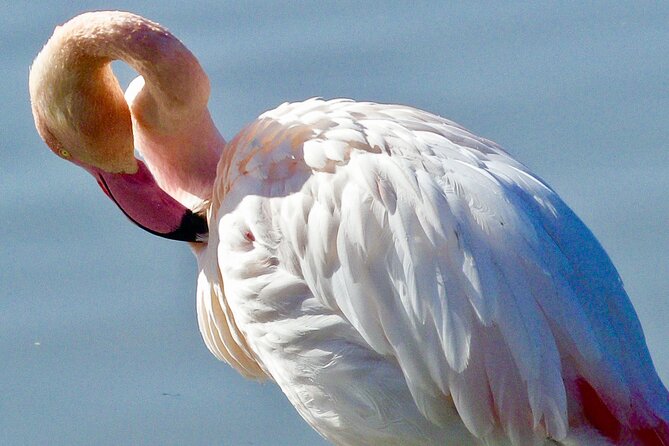 Arles and Camargue Full-Day Tour including Aigues Mortes - Pont de Gau, the best chance for close flamingo views
