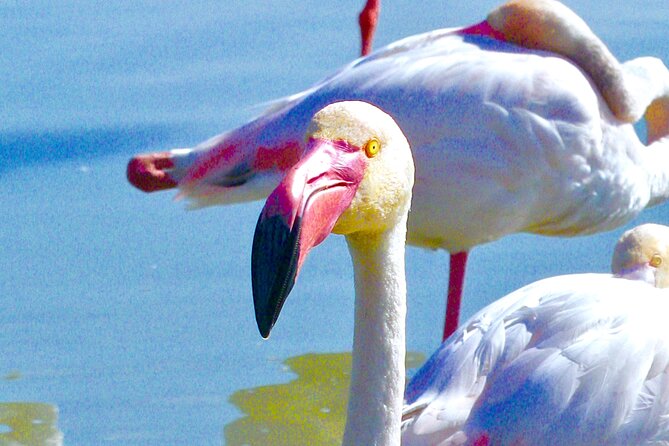 Arles and Camargue Full-Day Tour including Aigues Mortes - What the $168.96 price really buys you