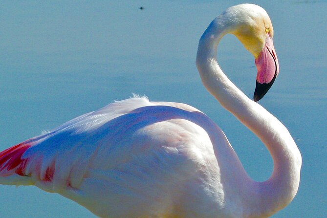 Arles and Camargue Full-Day Tour including Aigues Mortes - How to get the best day from this tour