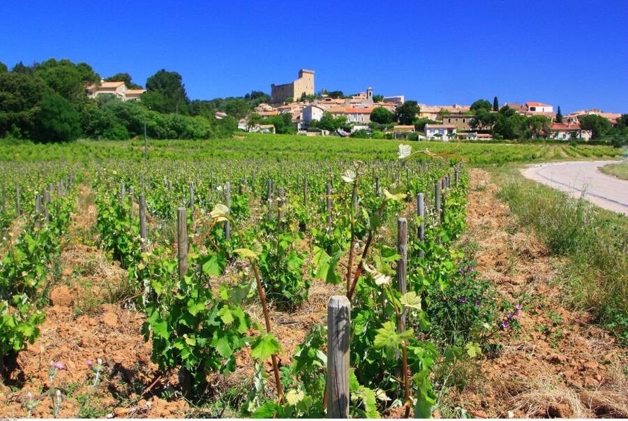 Avignon: Full-Day Wine Tour around Châteauneuf-du-Pape - Cellars, barrels, and the work behind the bottle