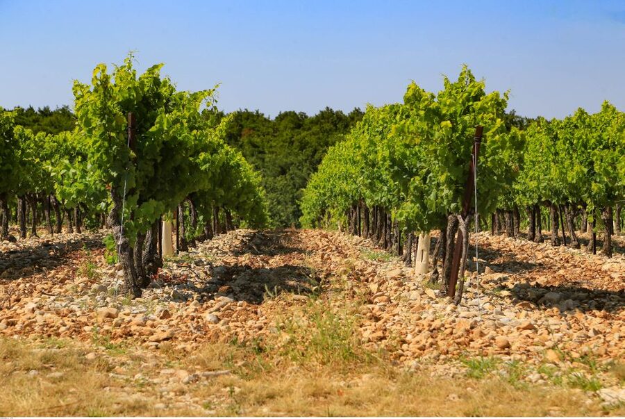 Avignon: Full-Day Wine Tour around Châteauneuf-du-Pape - Gigondas, Vacqueyras, and Séguret