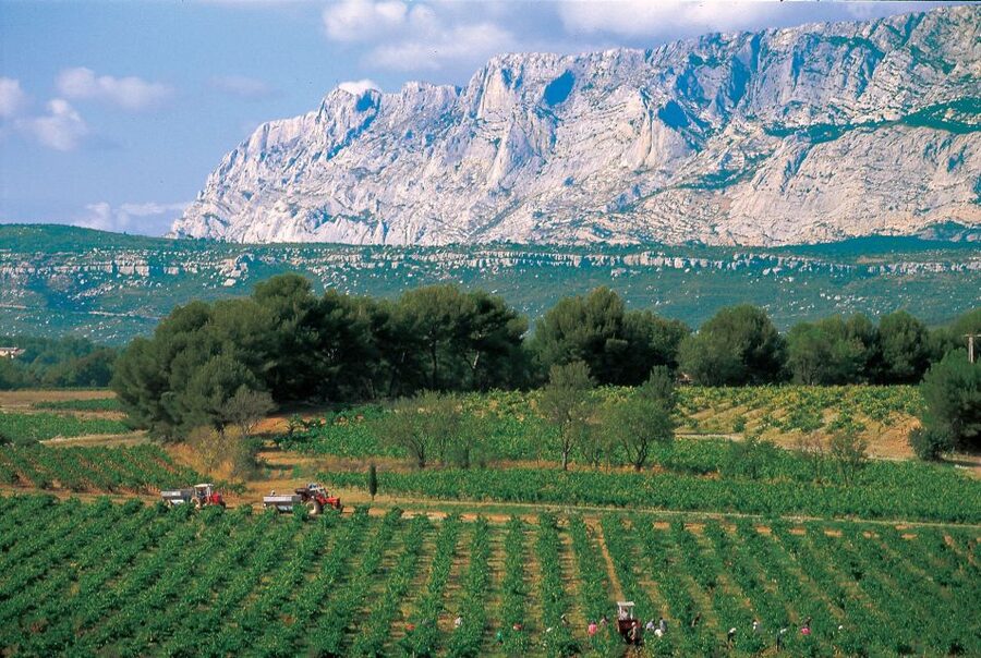 Avignon: Full-Day Wine Tour around Châteauneuf-du-Pape - Châteauneuf-du-Pape and the language of grapes