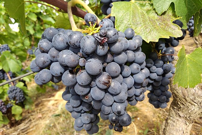Beaujolais Half Day Wine Tasting Tour - Leaving Lyon for the Beaujolais hills
