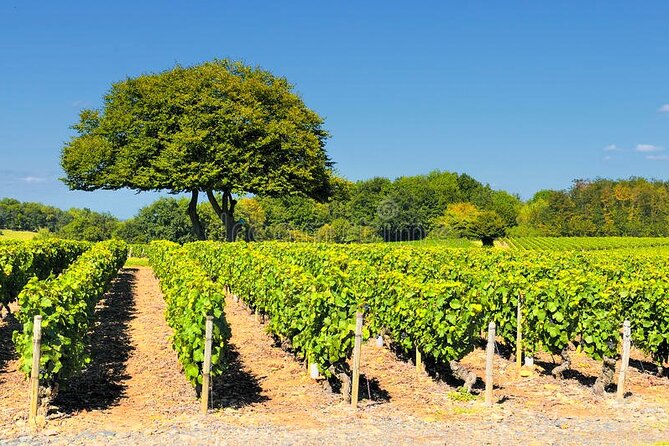 Beaujolais wine tour from Lyon half day - Why this half-day works so well from Lyon