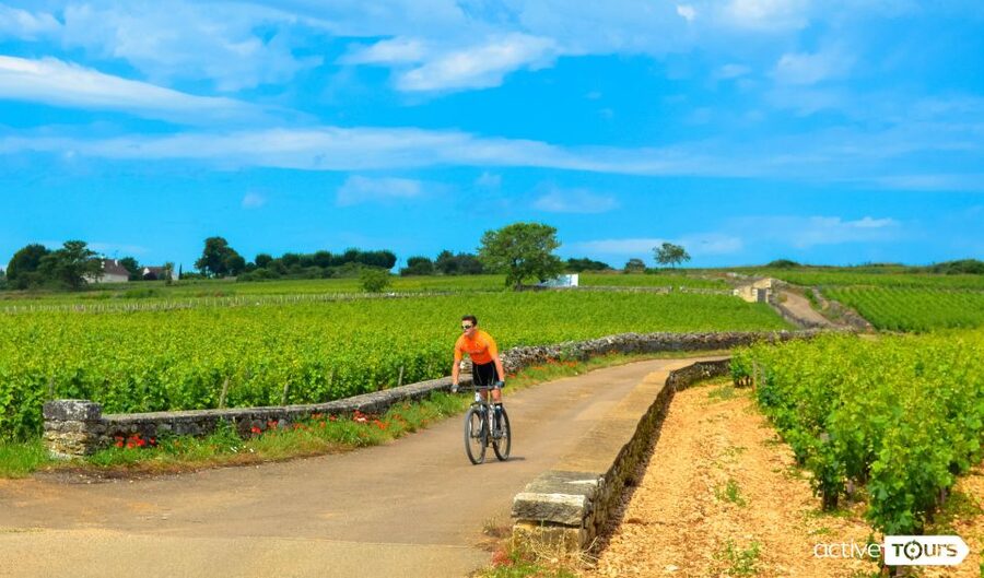 Beaune: Winery Tour by Bike with Wine Tasting - Key points at a glance