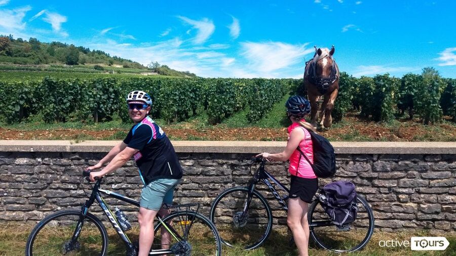 Beaune: Winery Tour by Bike with Wine Tasting - Tasting among the vines