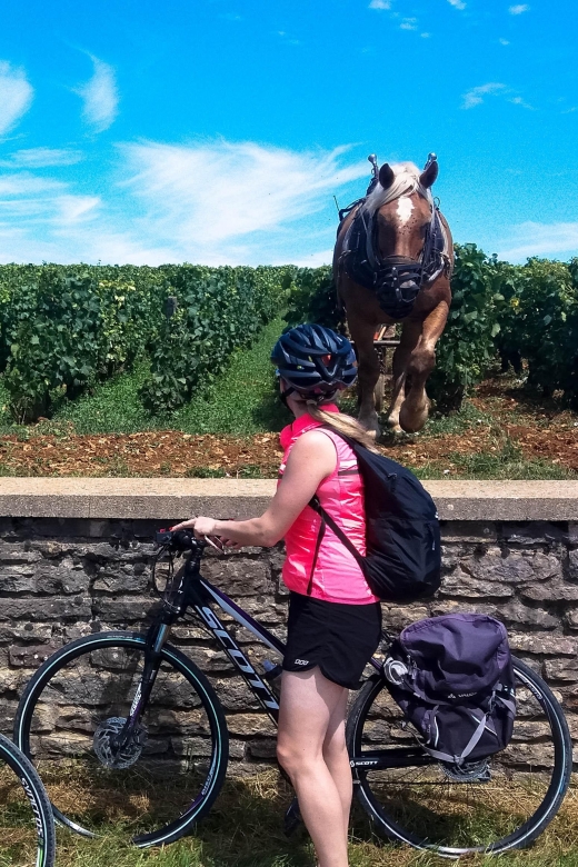 Beaune: Winery Tour by Bike with Wine Tasting - Who should book this ride?