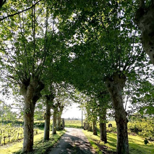 Bordeaux: Explore an Organic Family Vineyard with Tasting - Marie’s personal style is a major strength