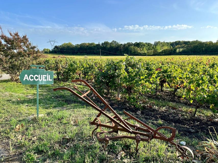 Bordeaux: Explore an Organic Family Vineyard with Tasting - Is $21 a good value?