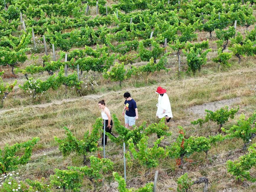 Bordeaux: Explore an Organic Family Vineyard with Tasting - Transport and timing deserve a little planning