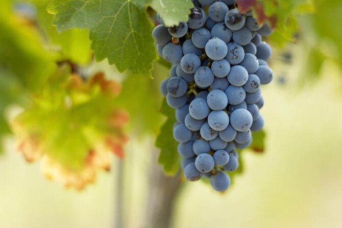 Bordeaux Full Day Wine Tour - 3 Wineries & Gourmet Picnic Lunch - Why this Bordeaux tour works so well