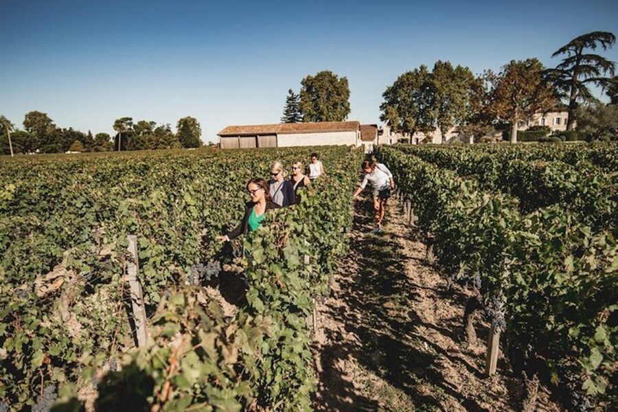 Bordeaux: St-Emilion and Medoc Wine Day Tour with Lunch - Starting at 9:00am on Rue de la Devise