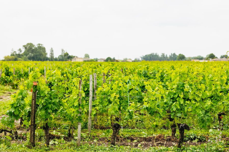 Bordeaux: St. Emilion Day Trip with Wine Tasting and Lunch - Who will enjoy this day most