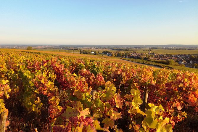 Burgundy Grand Crus Route Day Tour - 14 Wines Tastings in Domains - Driving the Route des Grands Crus