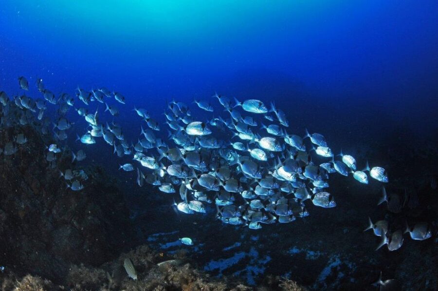 Calvi: Introduction to Diving Dive with an Instructor - Thirty Minutes to Learn the Equipment
