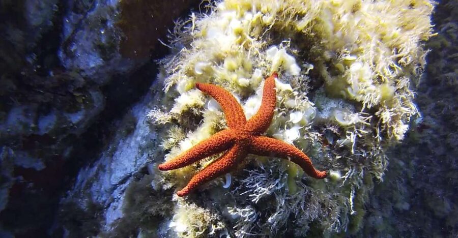 Calvi: Pointe de la Revellata Snorkeling Boat Tour - Key points to know before booking