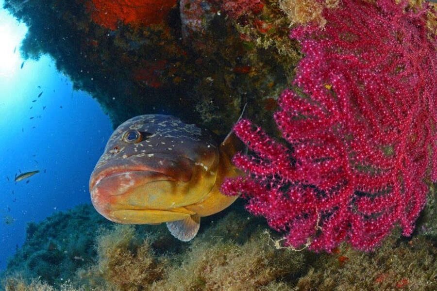 Calvi: Pointe de la Revellata Snorkeling Boat Tour - Choosing the best day and season