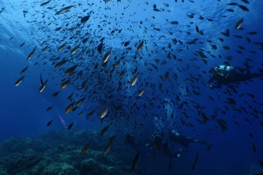 Calvi: Pointe de la Revellata Snorkeling Boat Tour - How this works for families and beginners