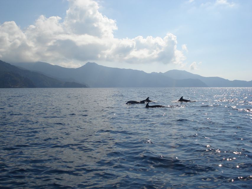 Calvi: Scandola and Girolata 6-Hour Boat Tour - Why this boat trip makes sense from Calvi