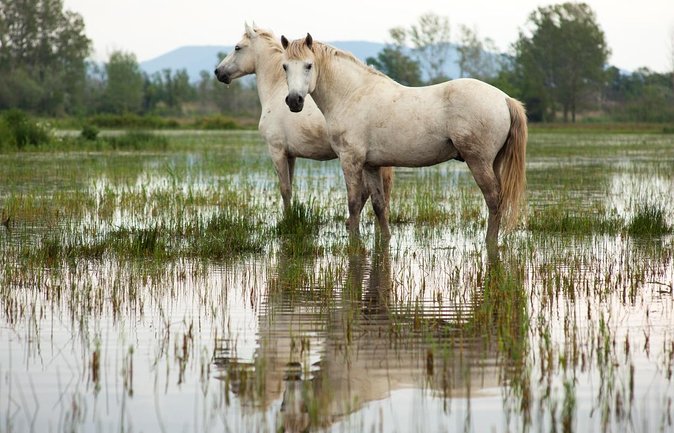 Camargue 4x4 Safari 2 hours Saintes Maries de la Mer - Key points before you book