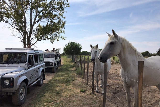 Camargue 4x4 Safari 2 hours Saintes Maries de la Mer - Is two hours enough?