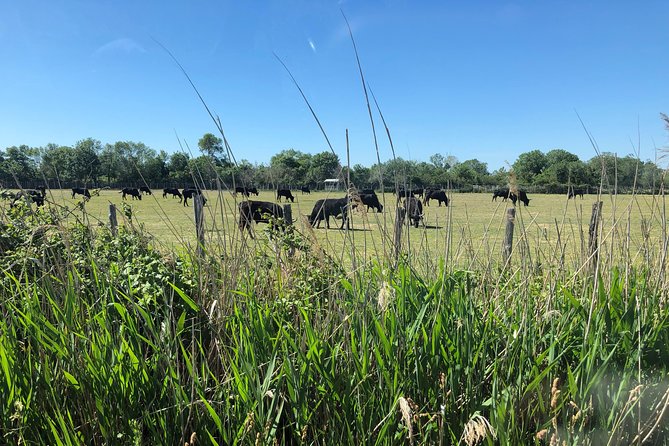 Camargue 4x4 Safari 2 hours Saintes Maries de la Mer - The real value at $60.34