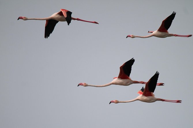 Camargue 4x4 Safari 2 hours Saintes Maries de la Mer - Should you book the Camargue 4x4 Safari?