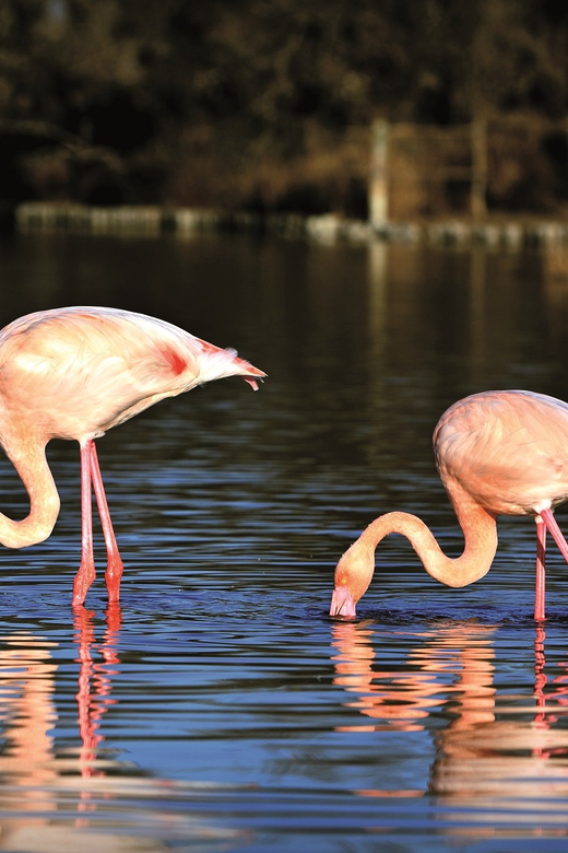 Camargue: Half-Day 4x4 Guided Safari Adventure - Key points to know before booking