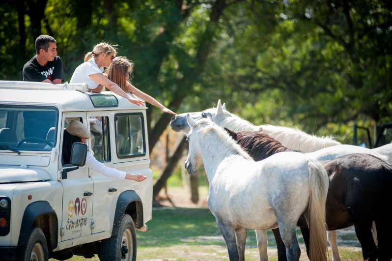 Camargue: Half-Day 4x4 Guided Safari Adventure - At the breeding ranch, horses and bulls up close